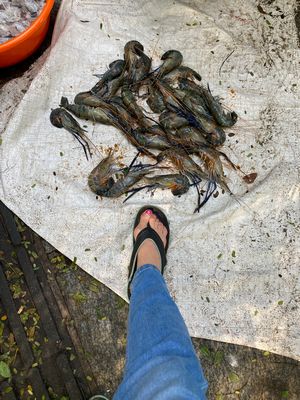 Tiger prawns